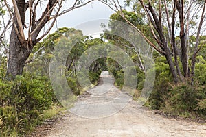 Photograph of a long dirt road through a forest in regional Australia