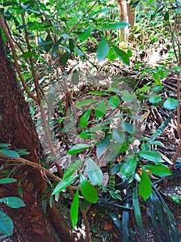 Photograph of the lower cover of a forest