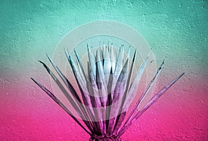 Maguey plant and color gradient photograph photo