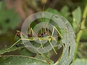 Two stick insects also known as Phasmatoptera photo