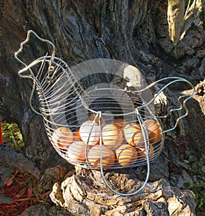 Photograph of metallic hen filled with fresh eggs from private farm photo