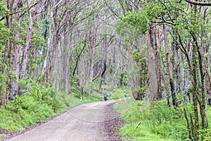 Photograph of a motorcycle on a dirt road in a forest