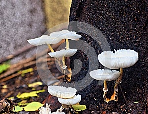 Multiple Milky White Depressed Mushrooms - Toadstools - on Tree Bark - Agaricales - Fungus in Monsoon photo