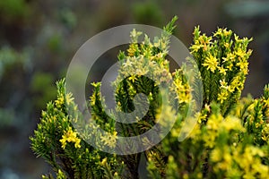 Photograph of a native plant of the pÃÂ¡ramo, intertropical alpine ecosystem frailejon, Asteraceae photo