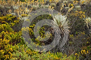 Photograph of a native plant of the pÃ¡ramo, intertropical alpine ecosystem frailejon, Asteraceae