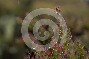 Photograph of a native plant of the pÃ¡ramo, intertropical alpine ecosystem frailejon, Asteraceae