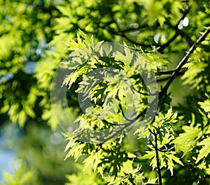 A photograph of oak leaves with the sun shinning behind them