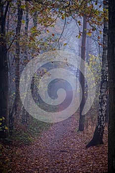 Misty Autumnal Path: Forest Enigma photo