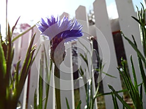 Photograph of Opened Blue Bachelor Button Flower