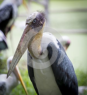 Photograph of Painted Stork looking angrily in a zoo photo