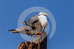 Pair of Lesser Black Backed Gulls photo