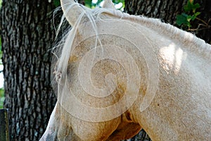 A photograph of a palomino horse standing by a tree with his ears up looking at something.