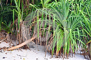 Pandanus Odorifer - Kewda or Umbrella Tree with Long Spiny Leaves - Pine - Tropical Plant of Andaman Nicobar Islands