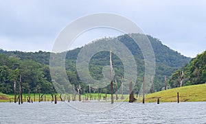 Periyar Lake with Submerged Trees and Hill, Kerala, India photo