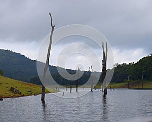 Periyar Lake with Submerged Trees, Hill and Overcase Sky - Idukki, Kerala, India...