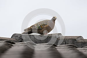 Photograph of a Pigeon standing on a tiled roof