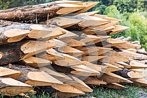 Photograph of a pile of pointed wooden logs prepared for farm closings.The photo is in horizontal format