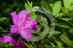 Photograph of a pink flower called Azalia