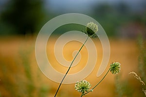 Photograph of a Queen Anne's Lace wildflower in a field with other grasses and flowers. Selective focus on the