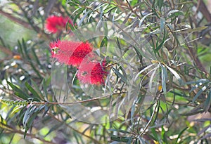 Flowers and Plant of Red Powder Puff - Calliandra Hematocephala