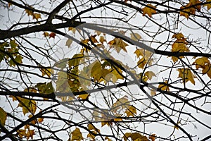 Remaining autumn leaves on a branch photo