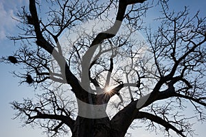 A photograph of the rising sun shining through the branches of an ancient Baobab tree
