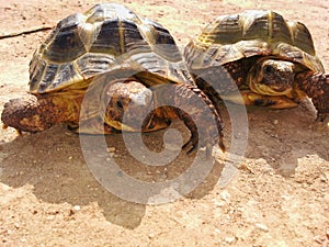 photograph of russian turtle couple.Testudo horsfieldii