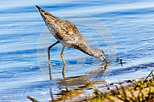 Sandpiper on Beach in Venice Florida 2 photo