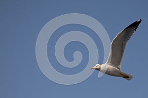 photograph of a seagull in flight with a beautiful, slightly cloudy blue sky in the background