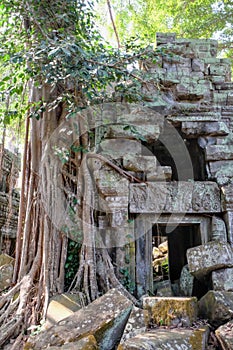 Photograph showcasing a dilapidated stone building of Khmer medieval origin amidst the plant life of a Cambodian forest