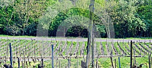 Panorama Vineyard Lohrberg, Frankfurt / Main, Germany