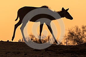 A photograph of a silhouetted female kudu against an orange sky