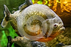 Photograph of a spectacular specimen of the red-bellied piranha, one of the most famous fish due to its dangerousness. photo