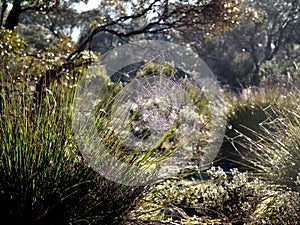 Photograph of spider web in Mallee