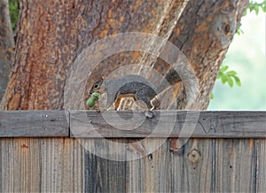 A squirrel on a fence with some acorns in his mouth.
