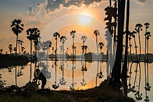 Photograph at sugar tree with reflection at sunrise