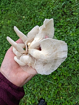 Photograph of Summer Oyster Mushrooms Held in Hand