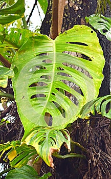 Swiss Cheese Plant - Monstera Deliciosa - Large Green Leaf with Holes and Perforations