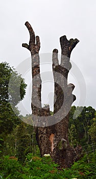 Tall Attractive Bare Cut Tree Trunk in Forest against Cloudy Misty White Sky