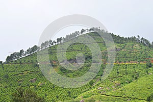 Tea Plantations on Hills of Munnar, Kerala, India - A Green Nature Landscape