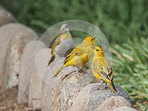 Photograph of three yellow canary in nature. Crithagra flaviventris