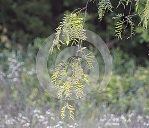 The tiny leaves on a pepper tree against the green background.