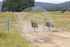 Photograph of a two Emus on a dirt track near a fence in regional Australia