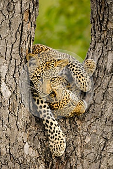 A photograph of two young Leopard cubs playing in a tree