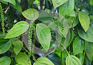 Black Pepper Vine - Piper Nigrum - Green drupes with Leaves in Kerala, India photo
