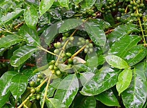 Unripe Green Drupes and Leaves of Coffee Plant - Coofea Arabica in Plantation, Kerala, India photo