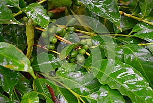 Immature Green Berries and Leaves of Coffee Plant - Coofea Arabica in Plantation, Kerala, India