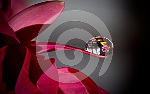 Photograph of a vibrant pink flower with a single water droplet on the petal