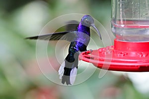 Monteverde Cloud Forest Violet Sabrewing Hummingbird. photo