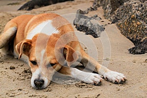 A dog lying down photo